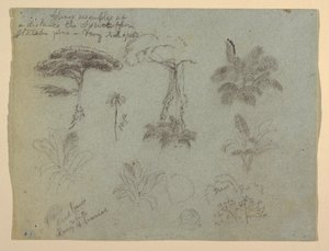Kresba, Studie stromů z pohledu od řeky Rio Magadalena, Kolumbie, 1853 od Frederic Edwin Church