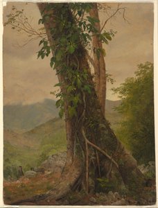 Kresba, Strom s vinnou révou, Jamajka, Západní Indie, květen 1865 od Frederic Edwin Church