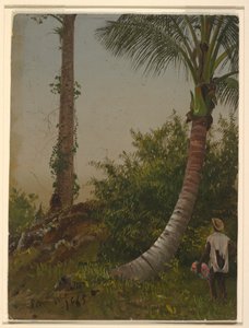 Kresba, Stromy na Jamajce, Západní Indie, 1865 od Frederic Edwin Church