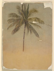 Kresba, Kmen a vrchol palmy, 1865 od Frederic Edwin Church