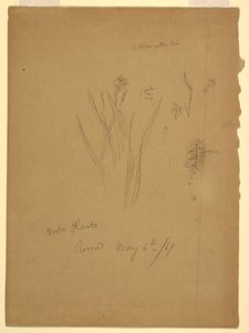 Kresba, vodní rostliny, Řím Itálie od Frederic Edwin Church