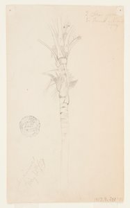 Listy a stonek palmy, Aspinwall, Panama od Frederic Edwin Church