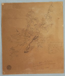 Robustní strom v kanadské bance pod Niagarskými vodopády od Frederic Edwin Church