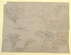 Série botanických studií včetně aligátora a monstrózního stromu při pohledu z Rio Magdalena, Kolumbie od Frederic Edwin Church