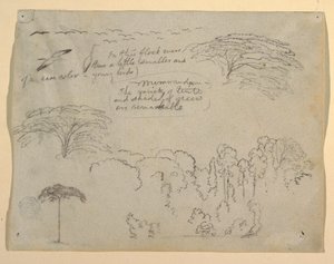 Studie ptáků a stromů z Rio Magdalena, Kolumbie od Frederic Edwin Church