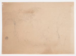 Studie dvou stromů a tří rostlin, poblíž Jorje, Ekvádor od Frederic Edwin Church