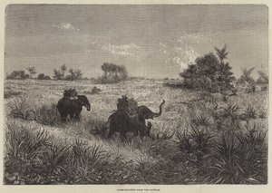 Indie a princ z Walesu, střelba na tygry z Howdah od Frederic Theodore Lix