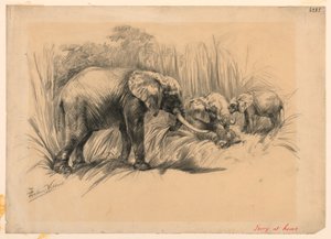Slonovina doma od Frederic Villiers