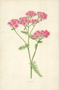 Achillea od Frederick Edward Hulme
