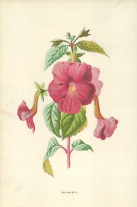 Achimenes od Frederick Edward Hulme