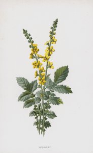 Řepík (chromolitho) od Frederick Edward Hulme