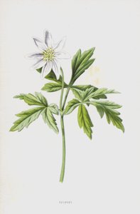 Sasanka (chromolitho) od Frederick Edward Hulme