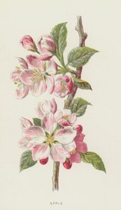 Jablko (chromolit) od Frederick Edward Hulme