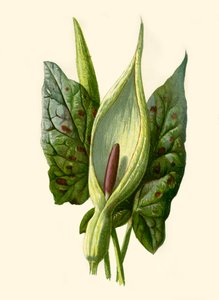 Arum or Cuckoo Pint, 1877. od Frederick Edward Hulme