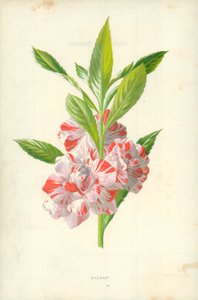 Balzám od Frederick Edward Hulme