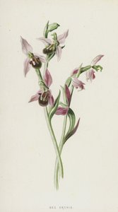 Včelí vstavač (chromolitho) od Frederick Edward Hulme
