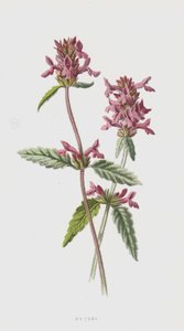 Betony (chromolitho) od Frederick Edward Hulme