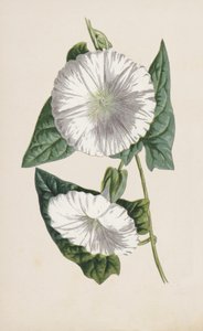 svlačec (chromolitho) od Frederick Edward Hulme