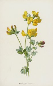 Ptačí trojlístek (chromolitho) od Frederick Edward Hulme
