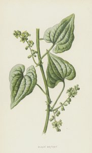 Black Bryony (chromolitho) od Frederick Edward Hulme