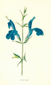 Modrá šalvěj od Frederick Edward Hulme