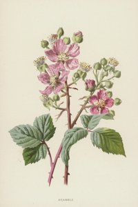 ostružiník (chromolitho) od Frederick Edward Hulme