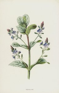 Brooklyme (chromolitho) od Frederick Edward Hulme