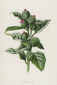 Lopuch (chromolitho) od Frederick Edward Hulme
