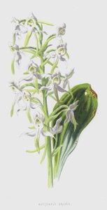 Butterfly Orchis (chromolitho) od Frederick Edward Hulme