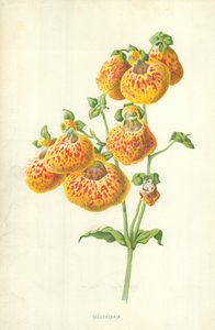 Calceolaria od Frederick Edward Hulme