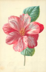 Kamélie od Frederick Edward Hulme