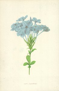 Cape Leadwort od Frederick Edward Hulme