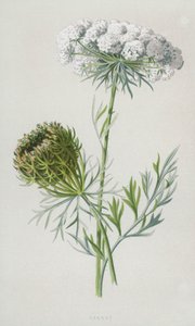 Mrkev (chromolitho) od Frederick Edward Hulme