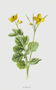 vlaštovičník (chromolitho) od Frederick Edward Hulme