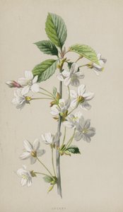 Třešeň (chromolitho) od Frederick Edward Hulme