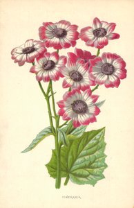 Cineraria od Frederick Edward Hulme