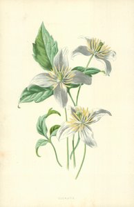 Clematis od Frederick Edward Hulme