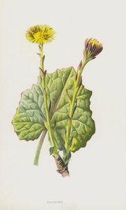 podběl (chromolitho) od Frederick Edward Hulme
