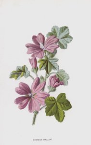 Sléz obecný (chromolitho) od Frederick Edward Hulme