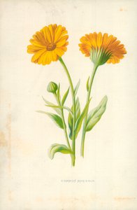 Měsíček obecný od Frederick Edward Hulme