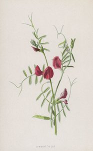 vikev obecná (chromolitho) od Frederick Edward Hulme
