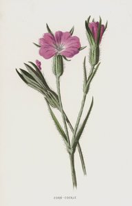 Corn-Cockle (chromolitho) od Frederick Edward Hulme