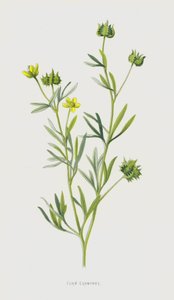 Corn Crowfoot (chromolitho) od Frederick Edward Hulme