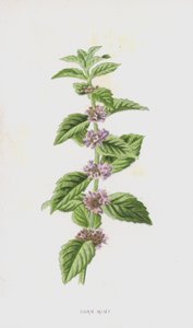 Kukuřičná máta (chromolitho) od Frederick Edward Hulme