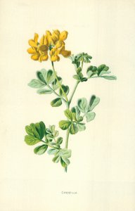 Koruna od Frederick Edward Hulme