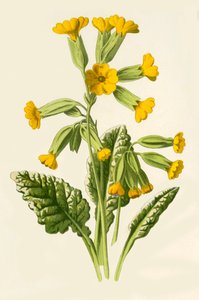 Paprika, 1877.