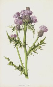 pcháč plazivý (chromolitho) od Frederick Edward Hulme
