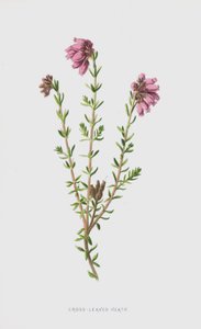 vřesoviště křížolisté (chromolitho) od Frederick Edward Hulme