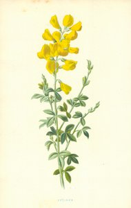 Cytisus od Frederick Edward Hulme