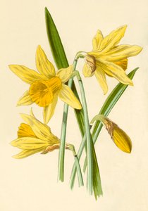 Narcis, 1877.